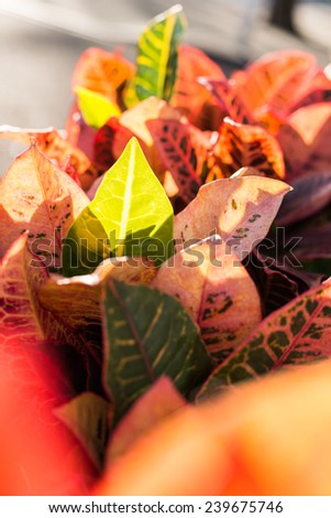colorful leaves of Codiaeum variegatum