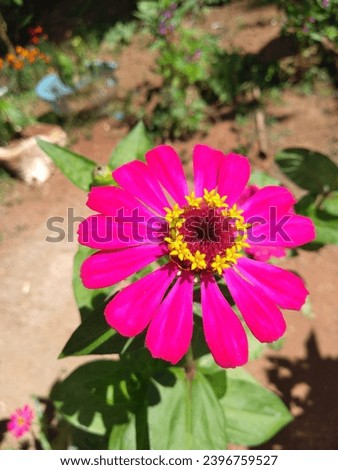 Nature's gift in the morning with the blooming of the beautiful zinia flower which emits a very fragrant aroma with the warm rays of the sun