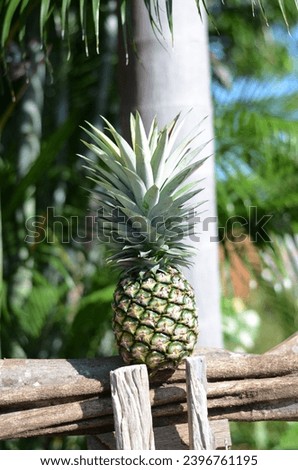 The pineapple on log at a pineapple farm