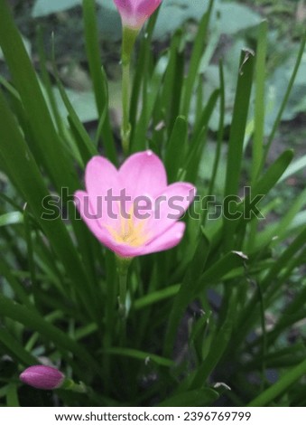 This is rain lily flower picture . It is a very ince Picture  this is asmall Flower. It is pink color.