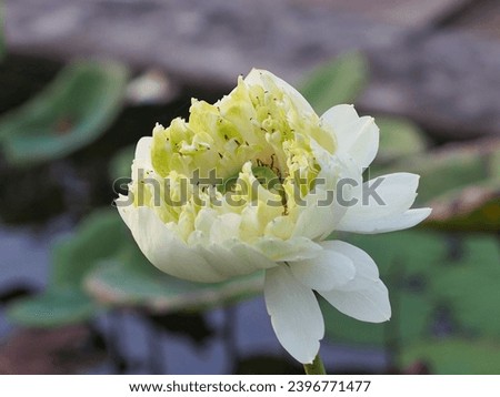 The white lotus flowers in the pond have lotus seeds that are edible. Royalty-Free Stock Photo #2396771477