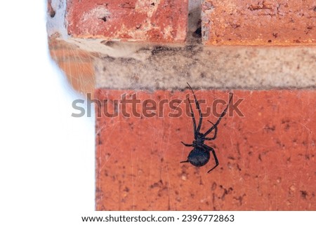 Close-up shot of a black widow spider hanging from its web on the corner of a red brick wall. Royalty-Free Stock Photo #2396772863