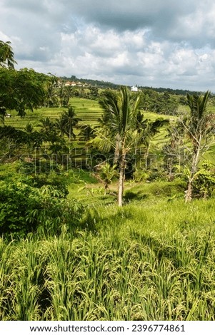JATILUWIH VILLAGE, TABANAN REGENCY, BALI, INDONESIA - NOVEMBER 19, 2023 The beautiful Jatiluwih rice terraces in Bali, Indonesia. This was during the wet season on a hot sunny afternoon.