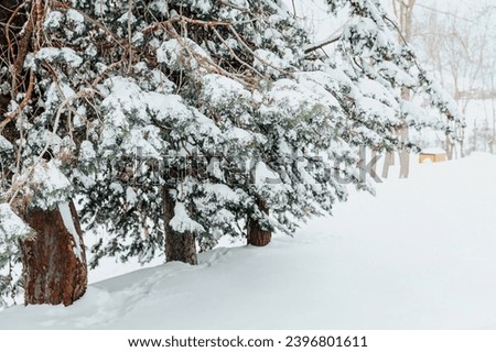 Coniferous trees among white snow