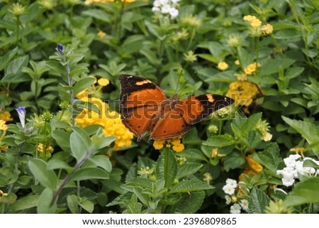 butterfly on the leaves at the noon