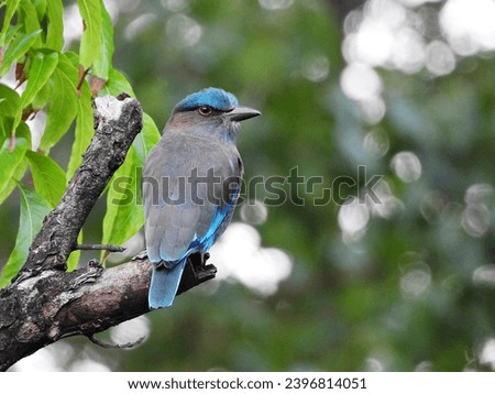 Indian Roller, The fur on the crown is greenish-blue, yellow, and brown. The neck, shoulders, chest, and back are greenish-brown. Blue-purple wings The tail is blue with a blue stripe. Royalty-Free Stock Photo #2396814051
