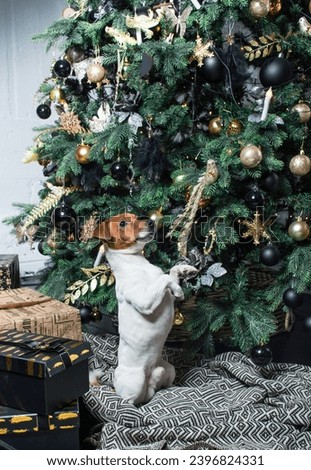 Christmas dog. Jack Russel terrier in a festive home interior near x-mas tree. New year holiday with pet