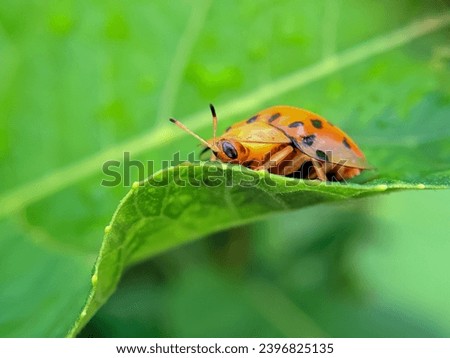 Photo of the tortoise beetle Aspidimorpha miliaris on a leaf