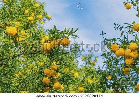 Yuzu trees in the orchard Royalty-Free Stock Photo #2396828111