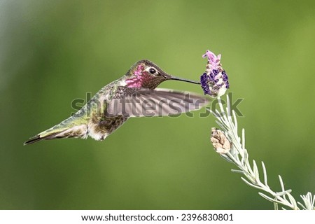 Anna Hummingbird_male
This photo was taken in Westminster, Cali