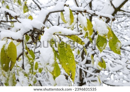 Tree branches with leaves under snow. Wet snow build-up. Snowfall. Royalty-Free Stock Photo #2396831535