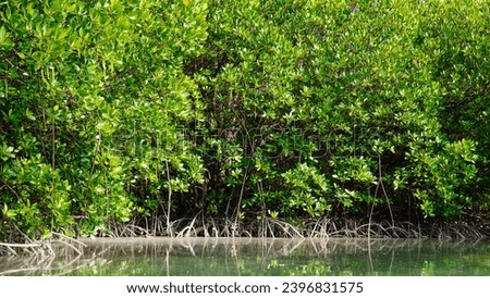 morning atmosphere of the mangrove forest, Rhizophora mucronata, in the mangrove forest, Pari Island, Jakarta