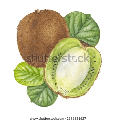 Kiwi Fruit with leaves. Watercolor botanical illustration of food. Hand drawn clip art on isolated background. Drawing of tropical exotic plant. For kitchen prints or stickers