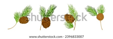 Cedar Branch with Evergreen Needle-like Leaves and Barrel-shaped Brown Seed Cones Vector Set