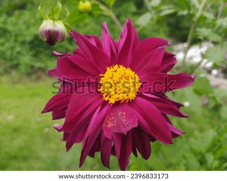 Dahlias are bulbous shrubs that are annual, flowering from summer to autumn. This picture was taken in Indonesia
