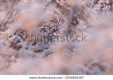Winter background. Landscape with nature. Abstract colorful background with snow and winter.