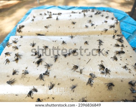 fly sticker or fly trap. fly adhesive glue that sticks to the fly when it lands