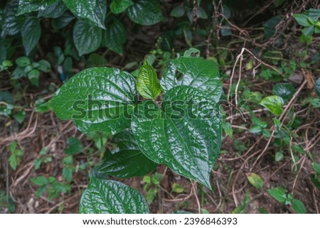 Close up of wild betel leaves, Betel leaf is a medicinal plant used for cooking in thailand.