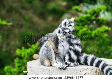 Lemur catta close-up in natural habitat. Animal protection concept