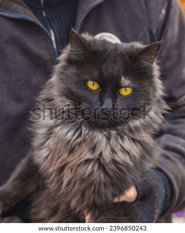 Black shaggy cat with ringworm