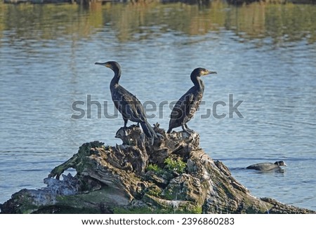 Two great cormorants stand on a tree trunk in the water