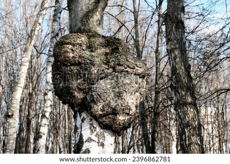 Huge Birch Chaga mushroom parasitizes on trunk of tree. Black exterior conk, close-up. Chaga fungus to cause decay within the living birch tree. Inonotus obliquus, sterile mycelial mass. Royalty-Free Stock Photo #2396862781