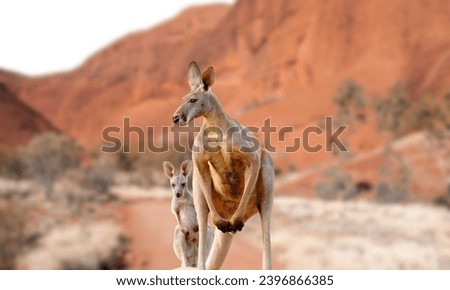 Kangaroo jumping, Western Australia Kangaroo, Kangaroo standing up in grasslands in the Australian Outback. Royalty-Free Stock Photo #2396866385