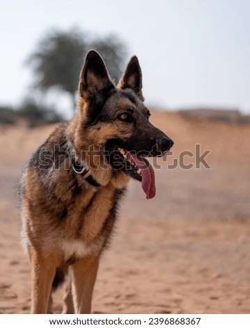 A police dog in the middle of the desert Royalty-Free Stock Photo #2396868367