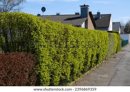 Green hedge in front of a property Royalty-Free Stock Photo #2396869359
