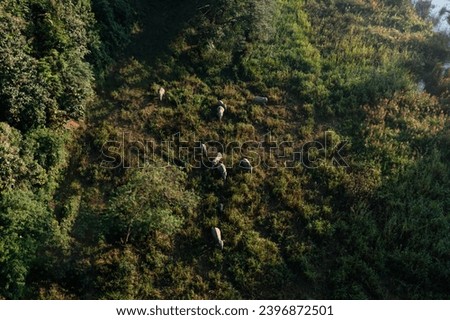 Asian elephant eating grass in grassland near the lake, Elephant Nature Park, Aerial top view of Asian elephant in Changwat Lampang, Thailand, 