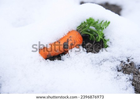 Winter carrots under the first snow. Vegetable found after harvesting soil