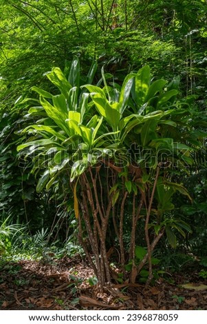 Beautiful tropical plant on a sunny day called Ti Plant, Good Luck Plant, Cabbage Palm, Palm Lily scientific name Cordyline fruticosa in Kauai, Hawaii, United States.
 Royalty-Free Stock Photo #2396878059