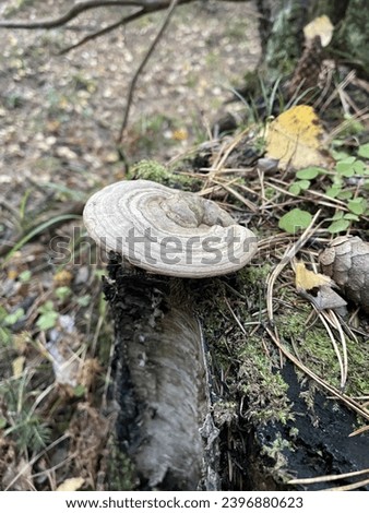 A gray saprophyte mushroom Fomes fomentarius on an old stump in an autumn forest Royalty-Free Stock Photo #2396880623