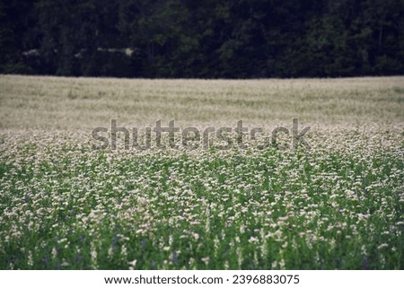 Small white flower field. Horizontal photo of agriculture field.