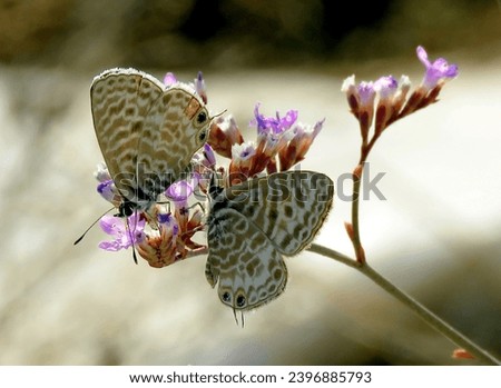 A pair of Geranium Bronze (Cacyreus marshalli) butterflies on a sea lavender.