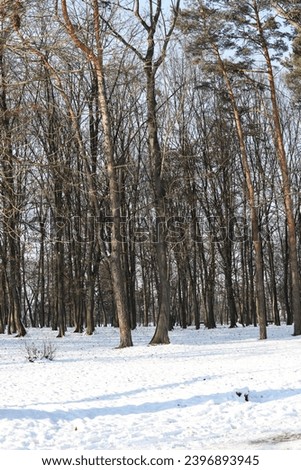 snow covered ground with bare trees in the forest 
