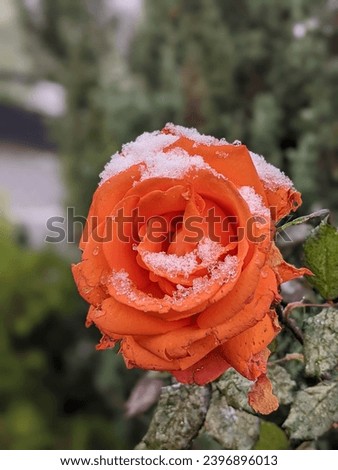 Frozen roses. Rose bushes in the snow. Red roses and white snow. Rose bushes after rain and sudden cold snap. Severe cold snap and plants. View of the red rose flower in winter. Royalty-Free Stock Photo #2396896013
