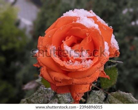Frozen roses. Rose bushes in the snow. Red roses and white snow. Rose bushes after rain and sudden cold snap. Severe cold snap and plants. View of the red rose flower in winter. Royalty-Free Stock Photo #2396896015