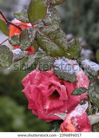 Frozen roses. Rose bushes in the snow. Red roses and white snow. Rose bushes after rain and sudden cold snap. Severe cold snap and plants. View of the red rose flower in winter. Royalty-Free Stock Photo #2396896017