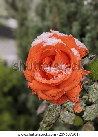 Frozen roses. Rose bushes in the snow. Red roses and white snow. Rose bushes after rain and sudden cold snap. Severe cold snap and plants. View of the red rose flower in winter. Royalty-Free Stock Photo #2396896019