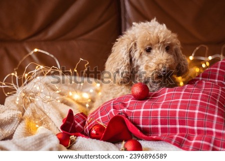 A brown poodle is lying on the couch with Christmas balls and garlands