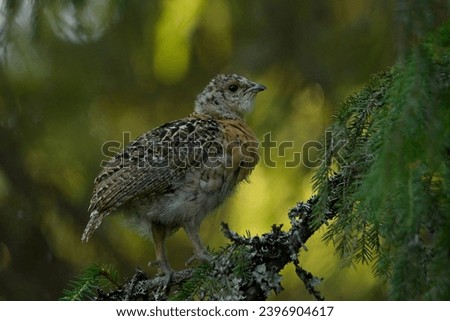 Young Western capercaillie perched on a branch Royalty-Free Stock Photo #2396904617