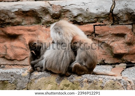 funny monkeys baboons in summer in nature
