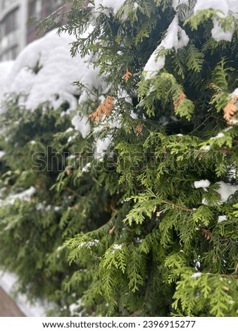 Winter tree, pine with snow 