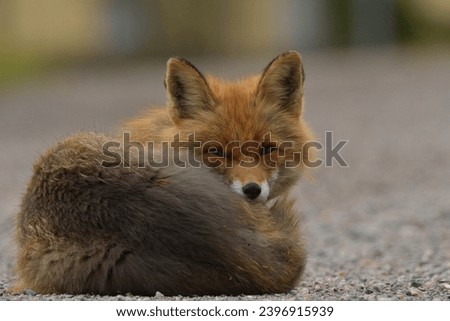 Close up photo of a sleepy fox