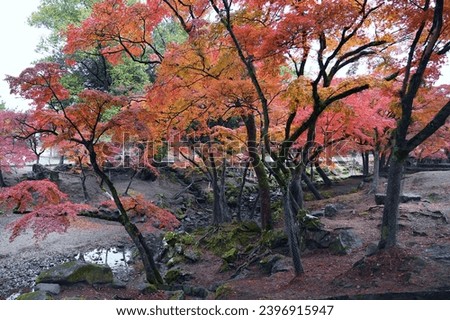 The season of colorful autumn leaves in Nara Park of Park in Nara, Japan. Royalty-Free Stock Photo #2396915947