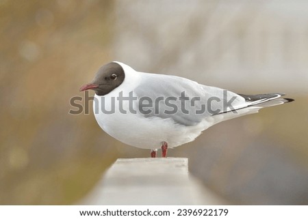 Black-headed gull close up photo