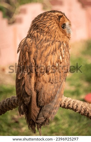 A photo of a tawny owl bird in the zoo. Royalty-Free Stock Photo #2396925297