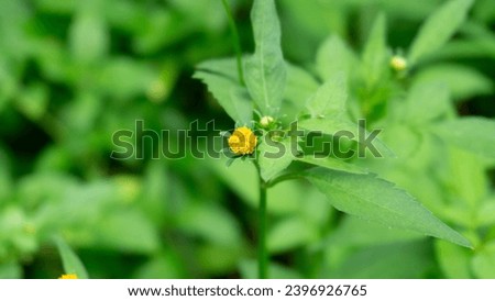 Jotang , getang or gulang ( Acmella paniculata ) is a type of herb , mostly found wild as a weed in wet places, a member of the Asteraceae family