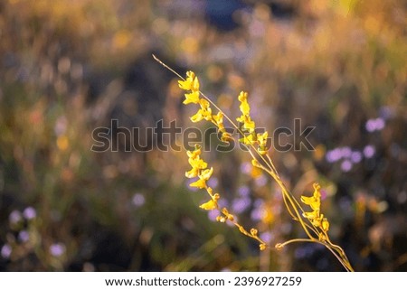 Blurred background macro grass nature.Macro  small flower in fields background.Beautiful close-up image of fresh green grass with minimal grass in natural meadow  on warm summer morning with blurred.